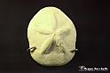 VBS_9053 - Museo Paleontologico - Asti